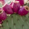 Is cactus water the new super drink?
