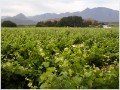 South Africa's first black female winemaker ready to go it alone